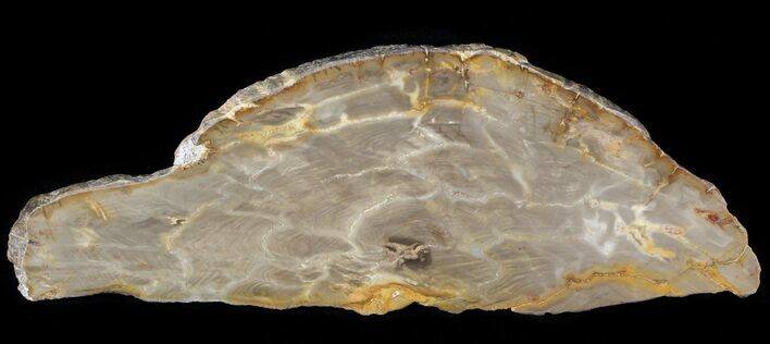 Jurassic Petrified Wood (Pentoxylon) Slice - Australia #42062
